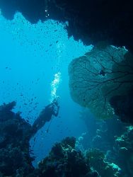 Diver and a huge fan coral, taken at Shark Observatory, R... by Nikki Van Veelen 